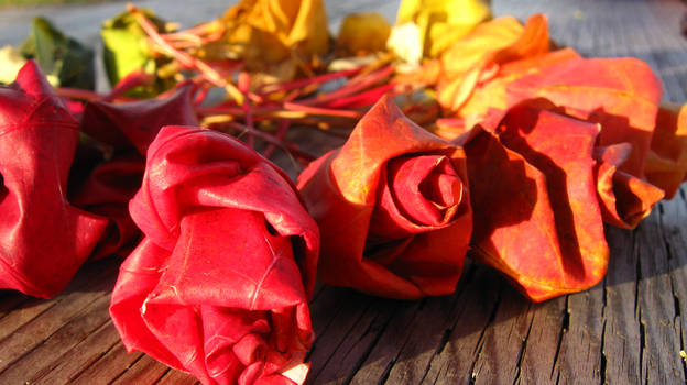 Rainbow Maple Roses