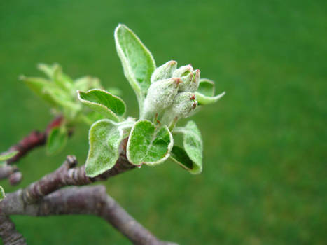 Buds of Spring 2