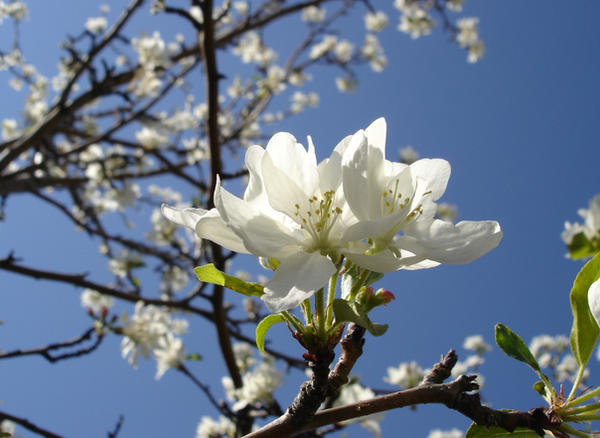 White Sakuras