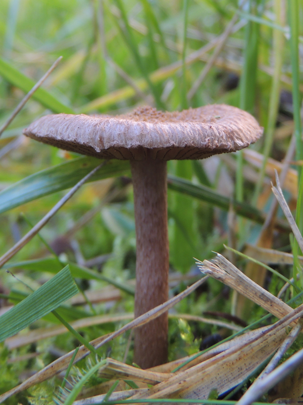 Inocybe