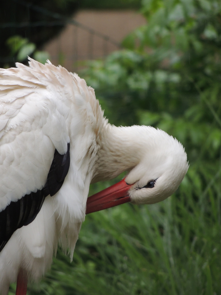 Cigogne