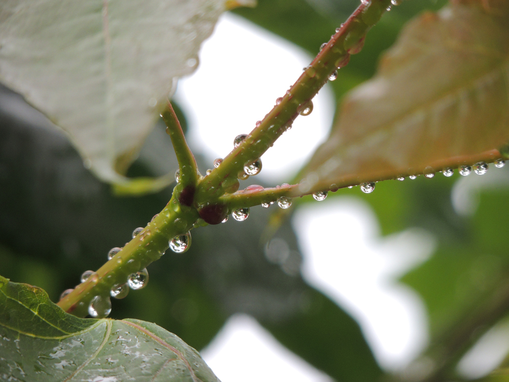 Pluie