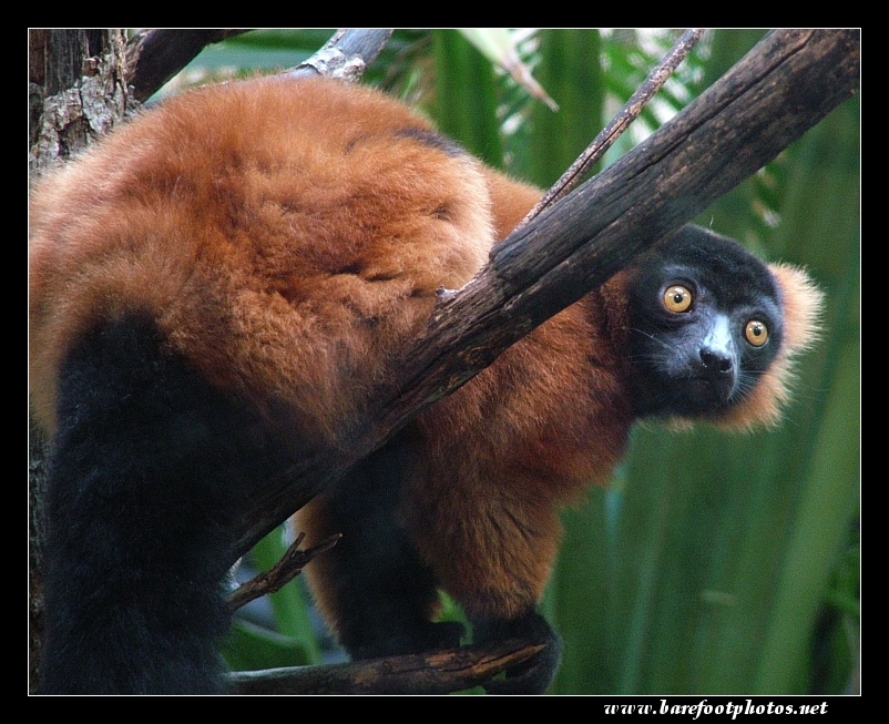 Lemur