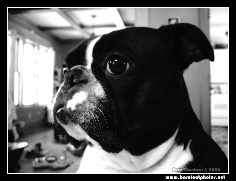 Boston Terrier Portrait