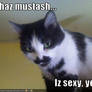 Lolcat - Mustache Cat