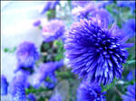 Flowers have an expression. by Imthethingyouhate