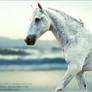 Horse Picture