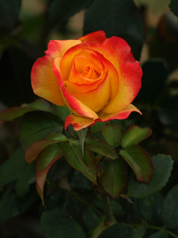 Adelaide Roses 10 by jmotbey on DeviantArt