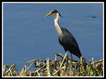 Kakadu Waterbirds 2 by jmotbey