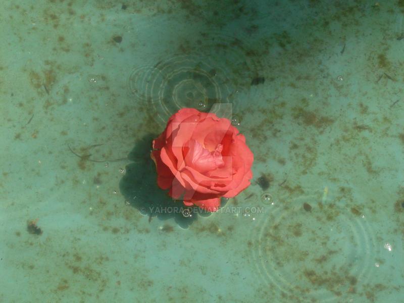 Water rose