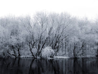 Snowy Trees Alongside a River