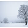 Lonely Birch