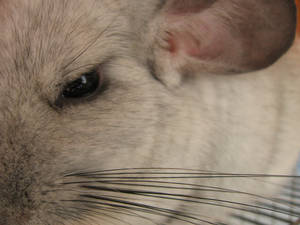 chinchilla