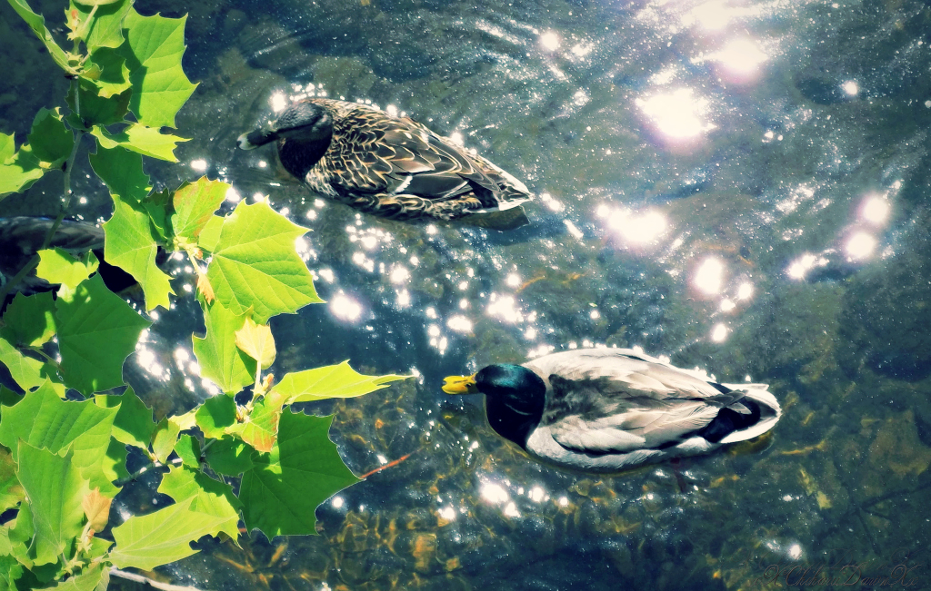 Ducks Ashore