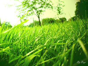 grass