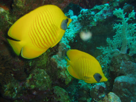 yellow fishys