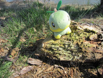 Turtwig