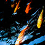 Bali's Koi