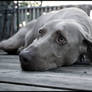 Lazy Weimaraner