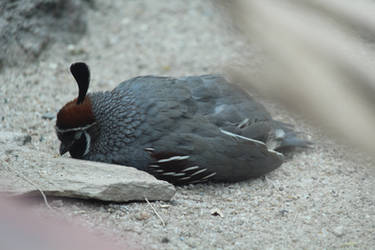 sleepy Gambel's quail