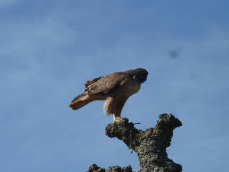 Red tailed hawk (?)