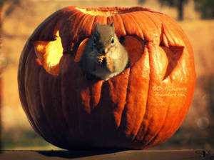 Peter-Peter-Pumpkin-Eater by BritLawrence Peter-Peter-Pumpkin-Eater by BritLawrence