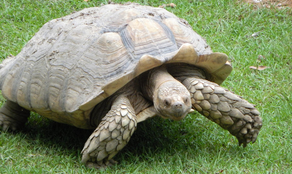 Tourtius tortuous by kakhorse on DeviantArt