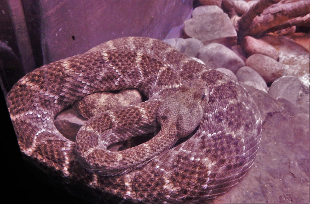 Kyogle Rattler rattler by kakhorse on DeviantArt