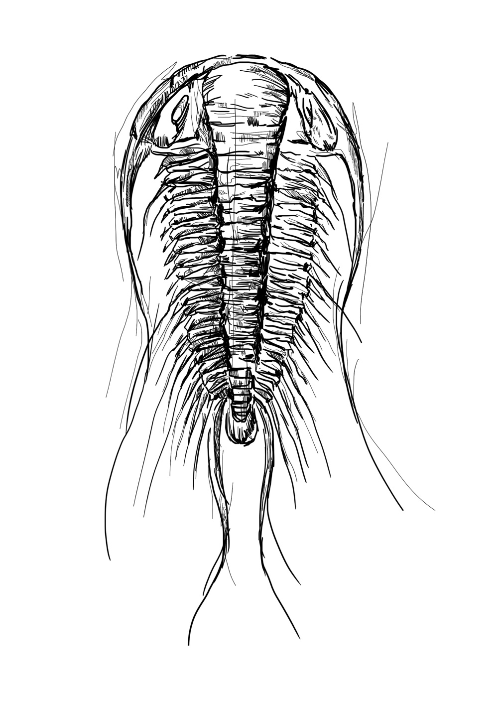 Trilobite Bw