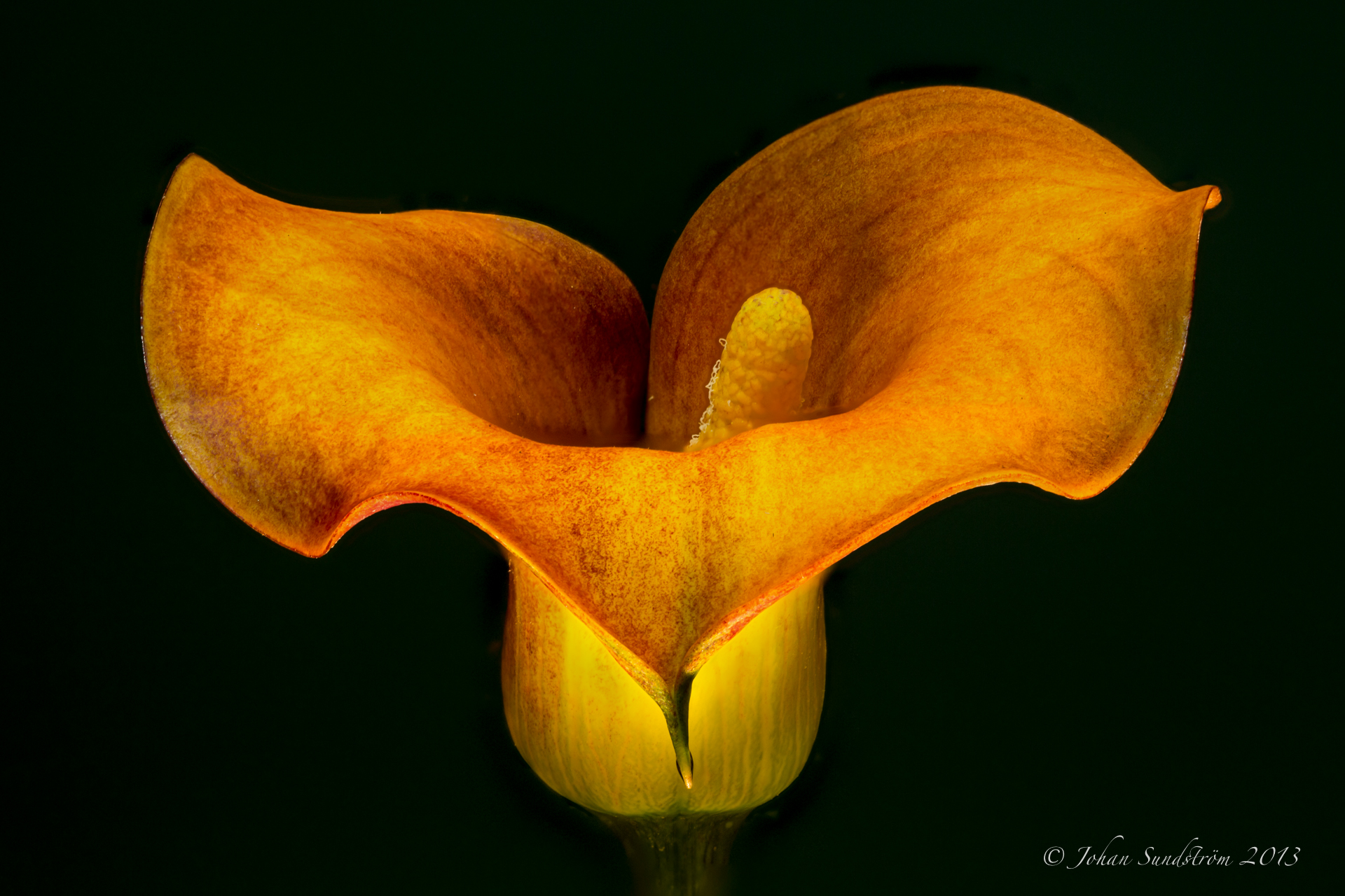 Zantedeschia