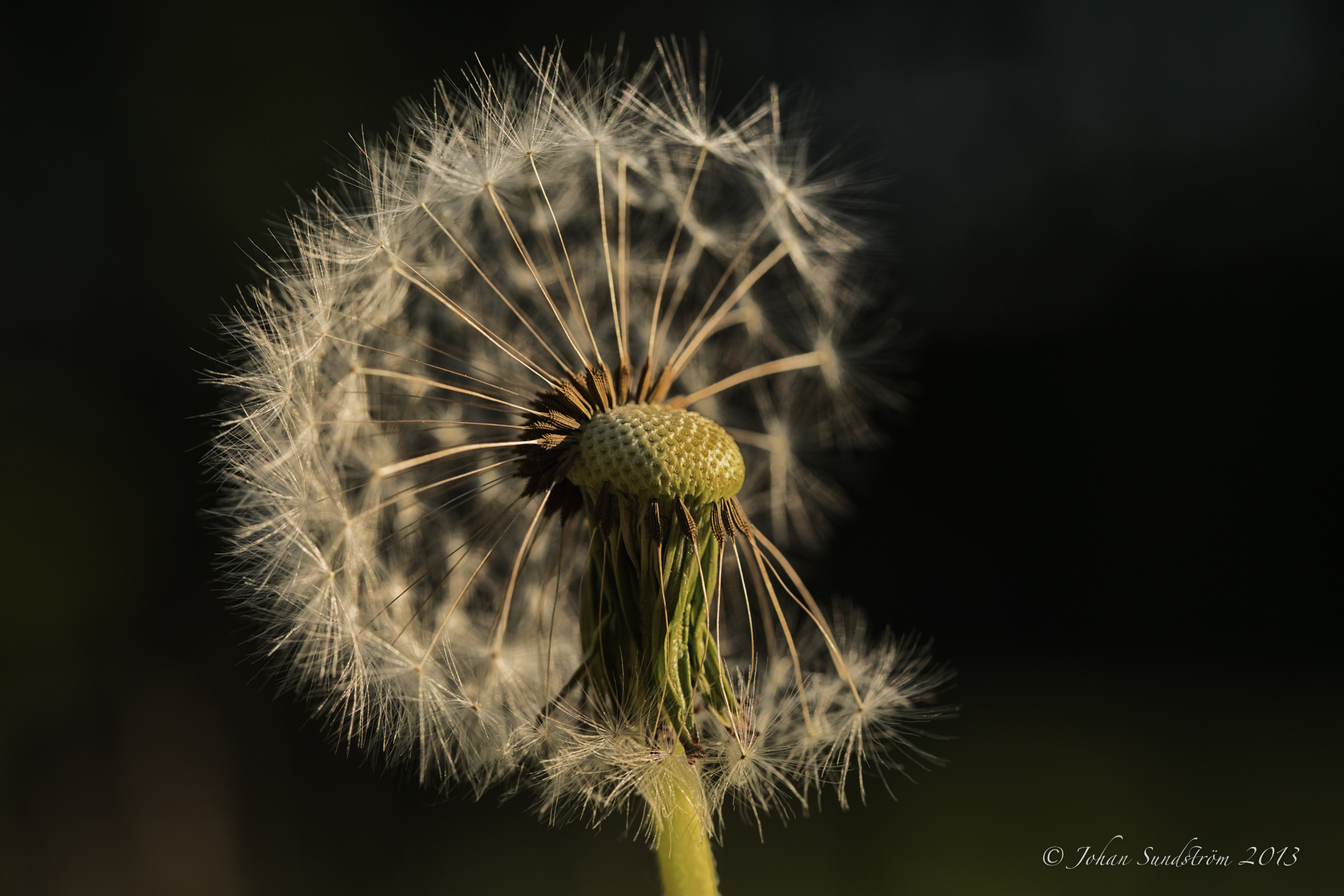 Dandelion