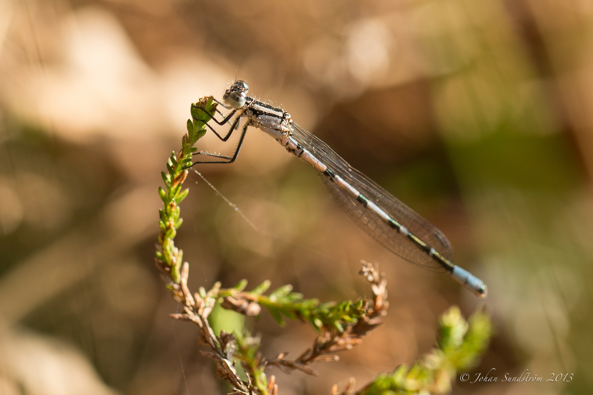 Let the damselfly season begin