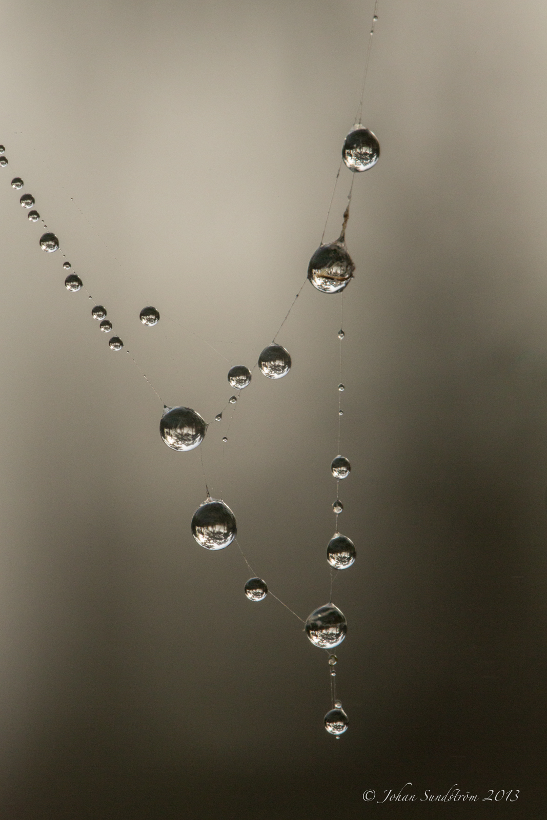 Natures own pearls