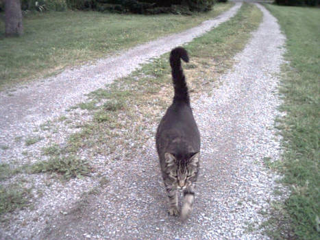 Road Trip Cat