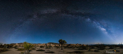 Joshua Tree Pano by tassanee