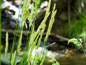 Wheat of the Golden Land