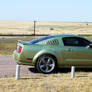 mustang in the oil fields.