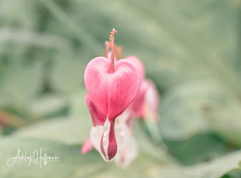 Bleeding Heart