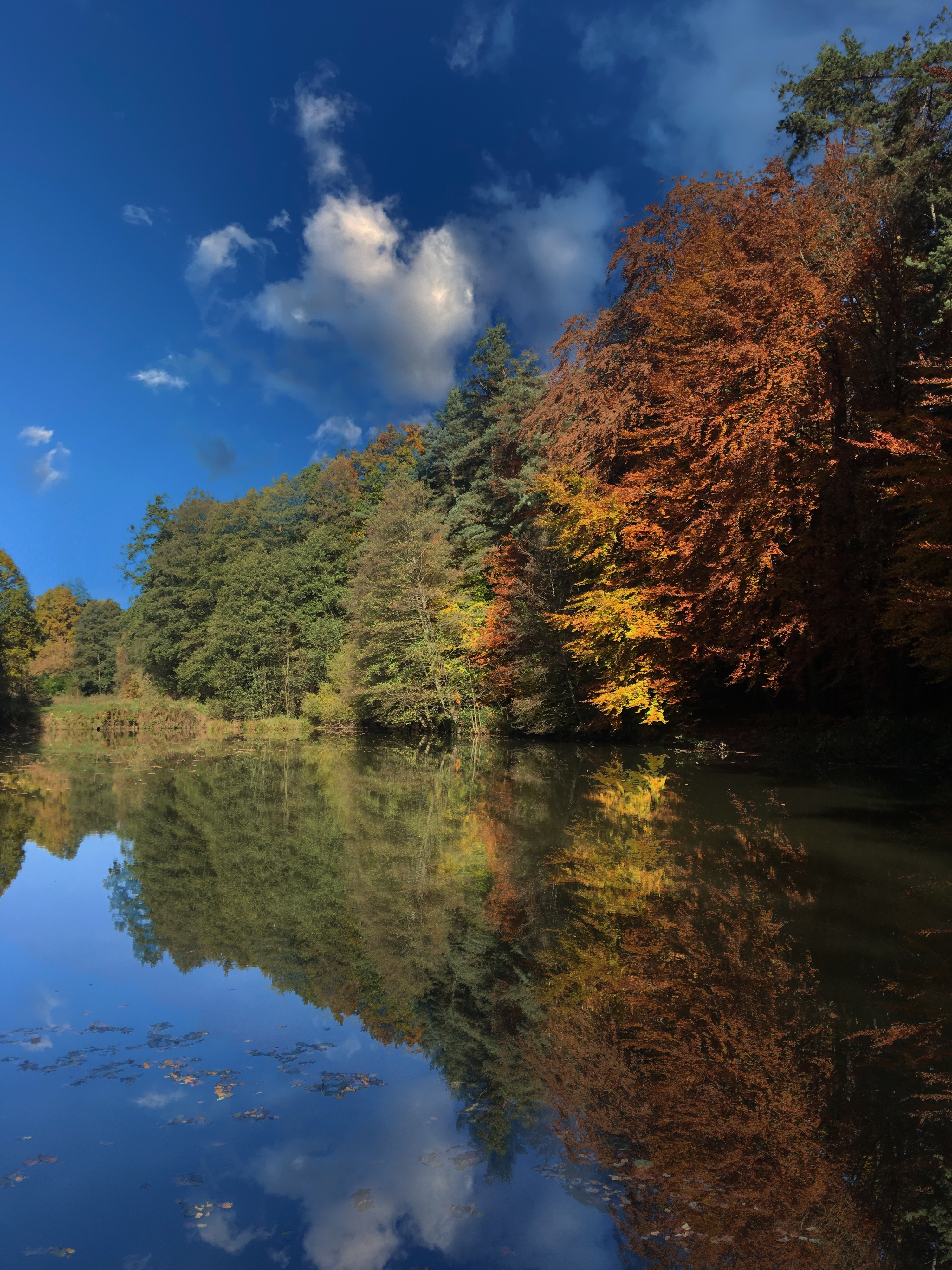 Forest mirror