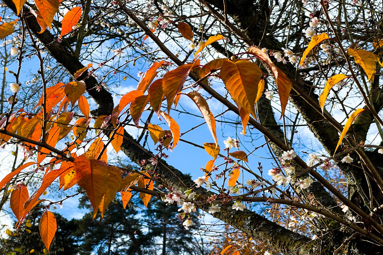Autman Spring Autumn meets Spring by jplei on DeviantArt