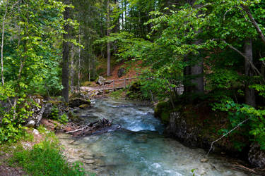 Forest walk