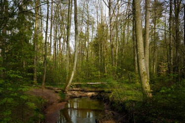 Small stream in the forest
