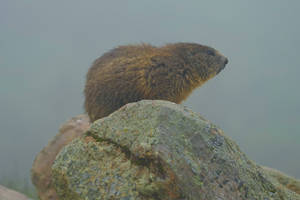 In the Marmots Gaze