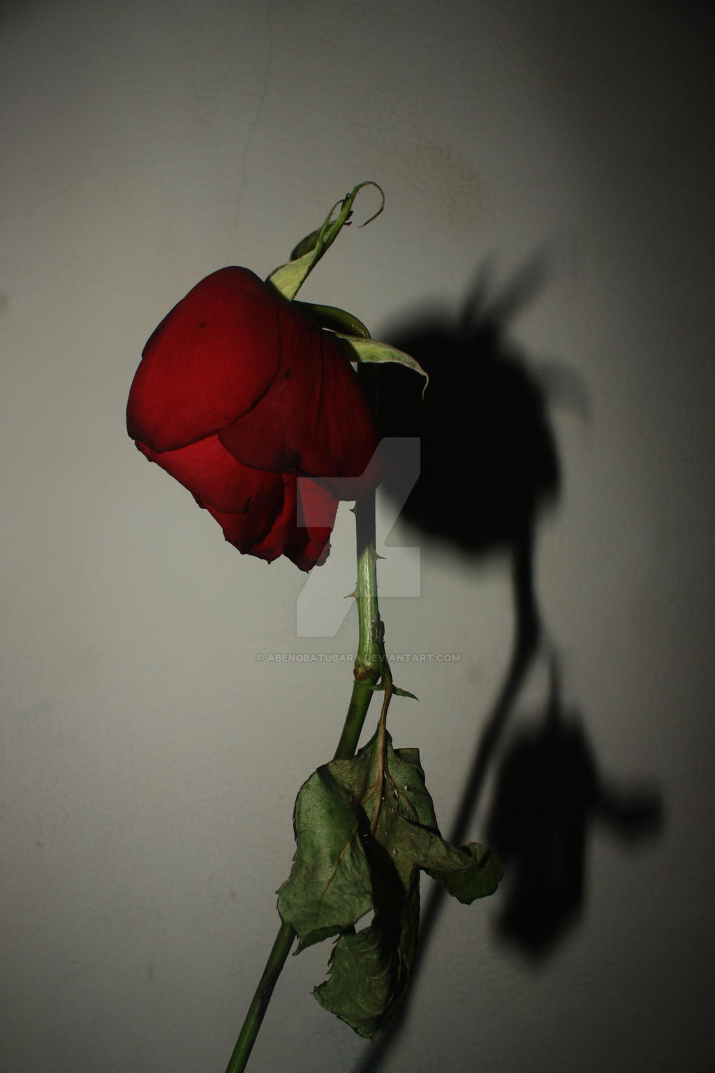 Sad Looking Roses sad rose by Abengbatubara on DeviantArt