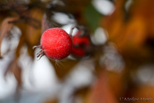 In winter in red - L'Atelier Mark