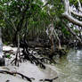 Mangroves