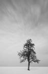 Winter Tree I by mARTinimal