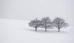 Three Trees by mARTinimal