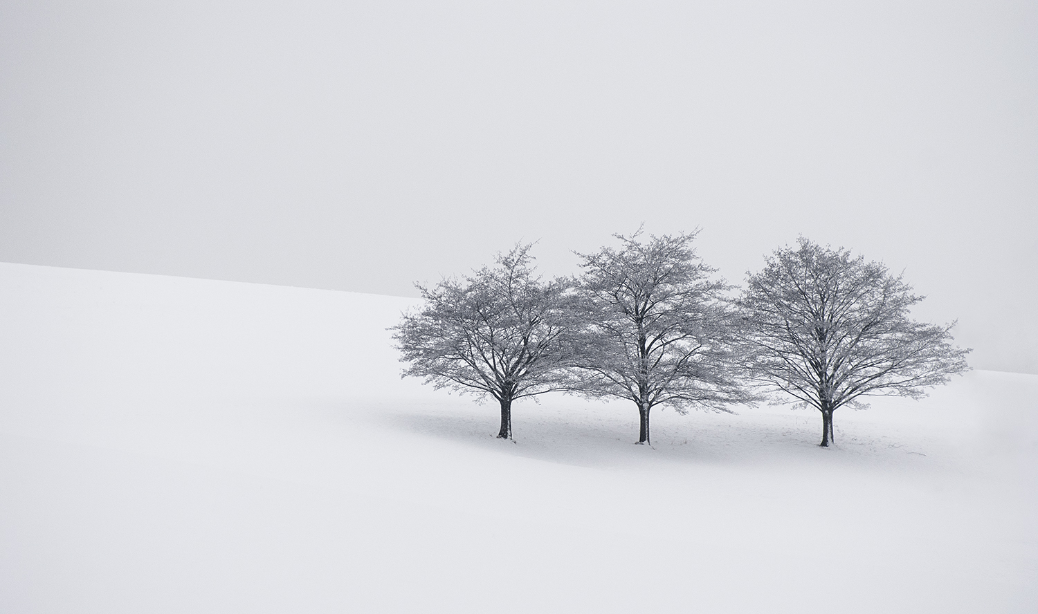 Three Trees