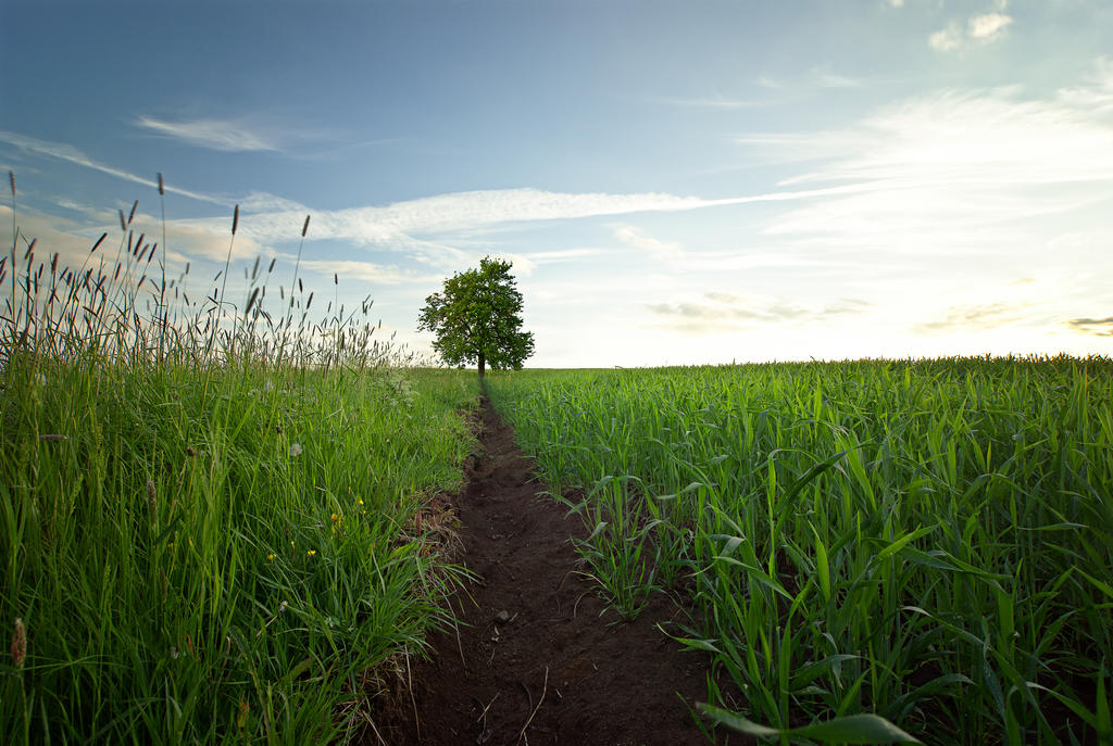 In Feld feld by mARTinimal on DeviantArt